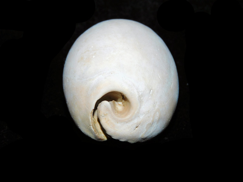 Siphocypraea wigginsi 2 3/4” or 68.43mm. "Brantley Pit"#17689 - Click Image to Close
