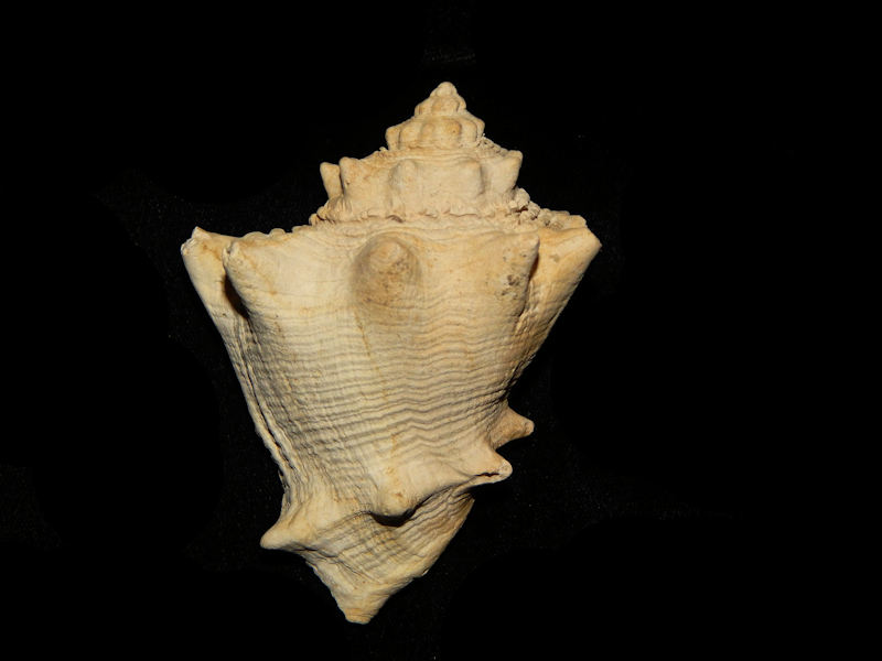 Melongena lainei 3 ½” -Aquitanian Rare france-Lot#15236 Melongena lainei 3 ½” -Aquitanian Rare france-Lot#15236