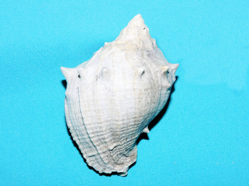 Melongena sarasotaensis 3 ¾” or 94.66mm. "Choice"#400091 Melongena sarasotaensis 3 ¾” or 94.66mm. "Choice"#400091
