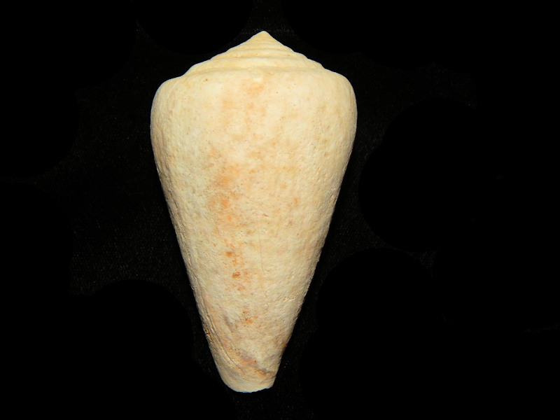 Conus mercati 3 ¼”-Pliocene Large Cone Shell-Lot#14263 - Click Image to Close