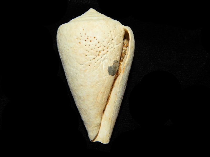 Conus mercati 3 ¼”-Pliocene Large Cone Shell-Lot#14263 - Click Image to Close