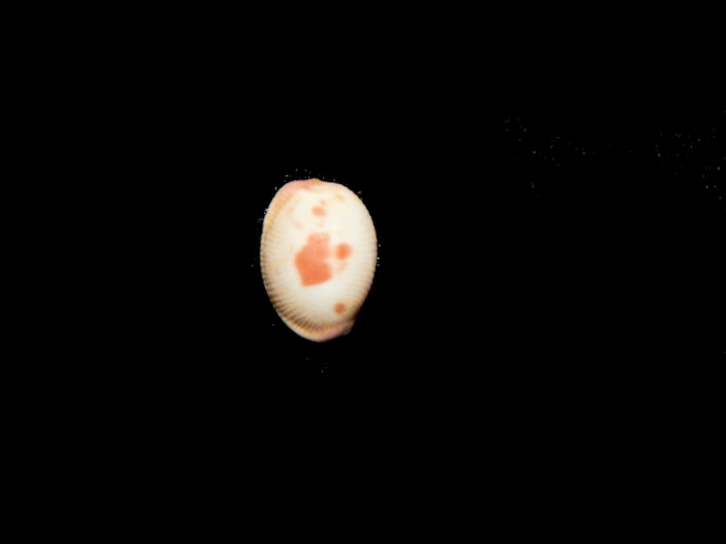 Ellatrivia merces merces 11.74mm.-West Australia-Lot#16293 Ellatrivia merces merces 11.74mm.-West Australia-Lot#16293