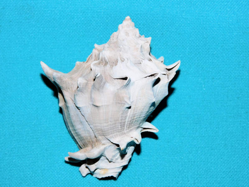 Melongena subcoronata 2 3/4” or 69.64mm."Gorgeous"#600171 Melongena subcoronata 2 3/4” or 69.64mm."Gorgeous"#600171