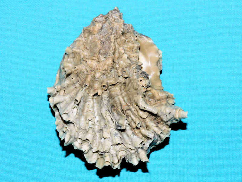 Hyotissa meridionalis 4 1/4” or 106.25mm.#500053