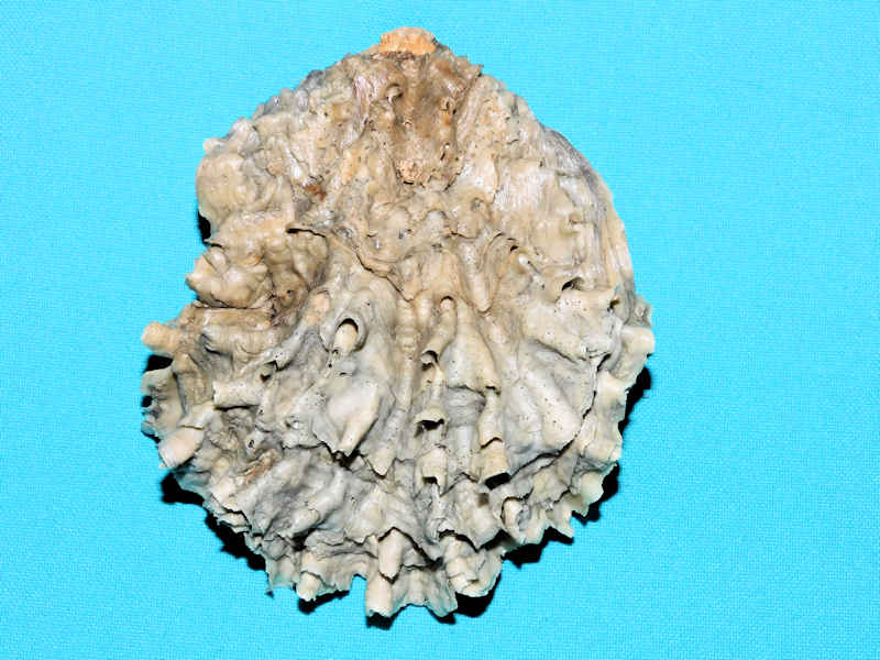 Hyotissa meridionalis 4 1/4” or 106.25mm.#500053