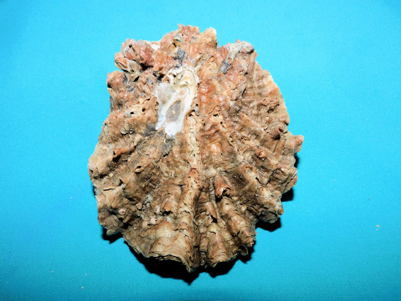 Hyotissa meridionalis 4 5/8 or 116.66mm."Lovely" #800071 Hyotissa meridionalis 4 5/8 or 116.66mm."Lovely" #800071