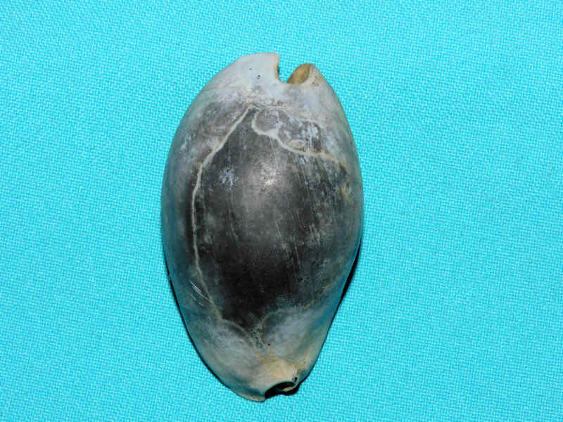 Pseudadusta metae 2 5/8” or 66.62mm."Black Fossil "#800228 Pseudadusta metae 2 5/8” or 66.62mm."Black Fossil "#800228