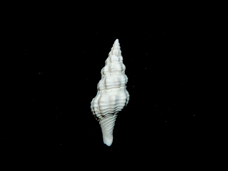 Dolicholatirus metae 1 1/8” or 27.77mm."Rare"#17472 - Click Image to Close