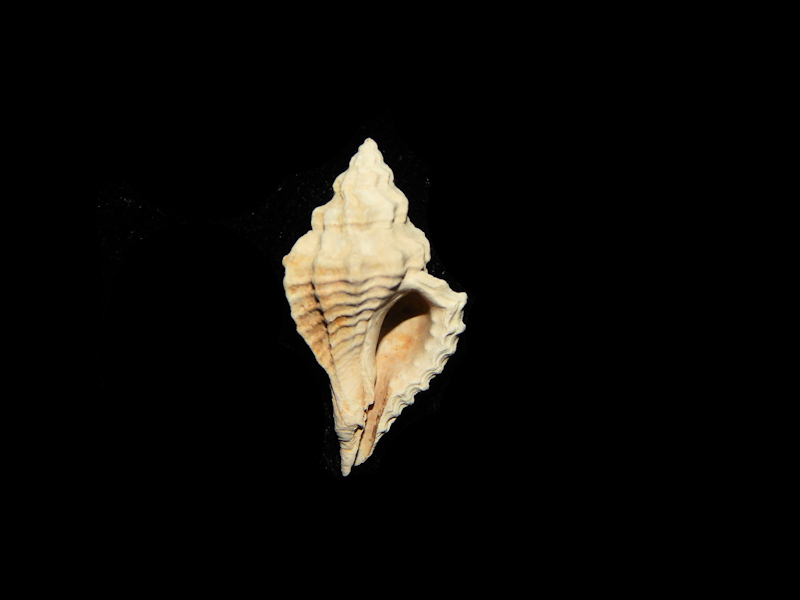 Eupleura metae 1” -Pinecrest Juvenile-Lot#14976 - Click Image to Close