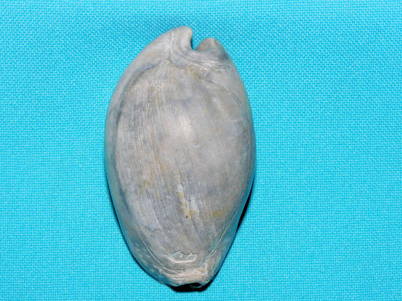 Pseudadusta metae 2 5/8” or 64.78mm. "Choice"#600163 Pseudadusta metae 2 5/8” or 64.78mm. "Choice"#600163