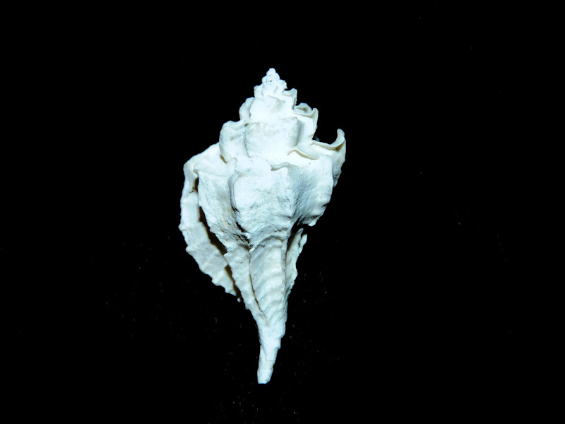 Eupleura metae 1 ½” or 34.23mm."Superb Specimen"#700088 Eupleura metae 1 ½” or 34.23mm."Superb Specimen"#700088