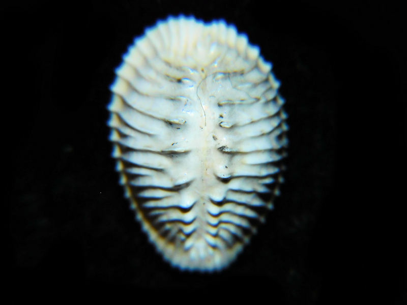 Pusula miamiensis 17.37mm. "Golden Gate" #700461