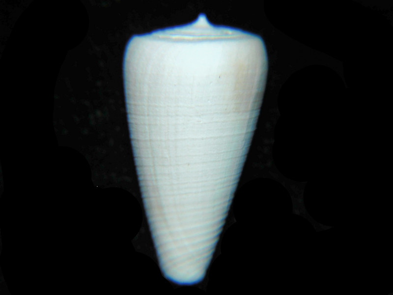 Tequestaconus miamiensis 22.49mm."Ultra-RARE" LOT#17995 (image for) Tequestaconus miamiensis 22.49mm."Ultra-RARE" LOT#17995