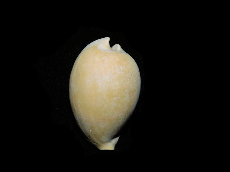 Siphocypraea micanopy 1 ¾” or 44.53mm."Ultra-Rare" #500054