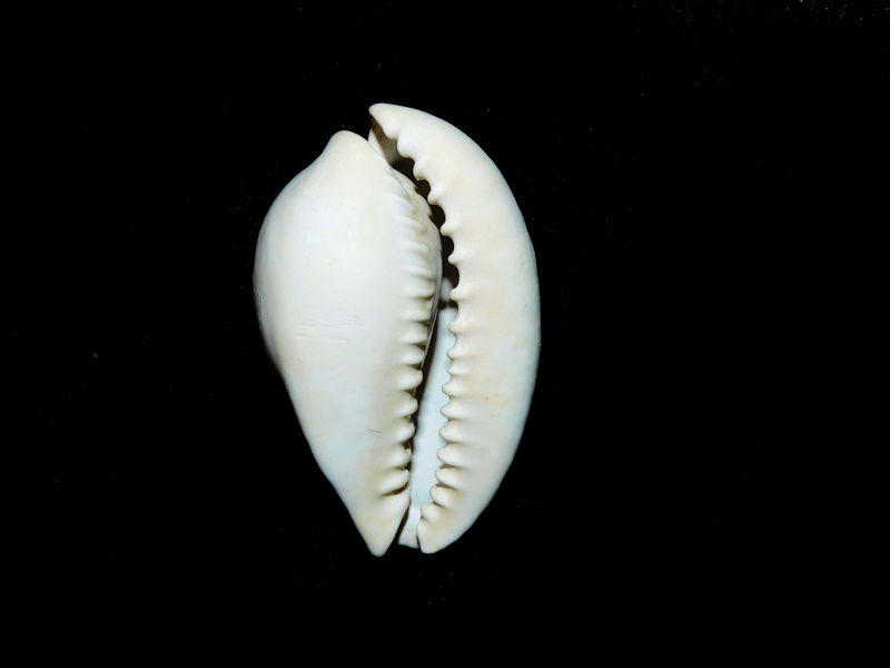 Siphocypraea micanopy 1 ¾” or 44.53mm."Ultra-Rare" #500054
