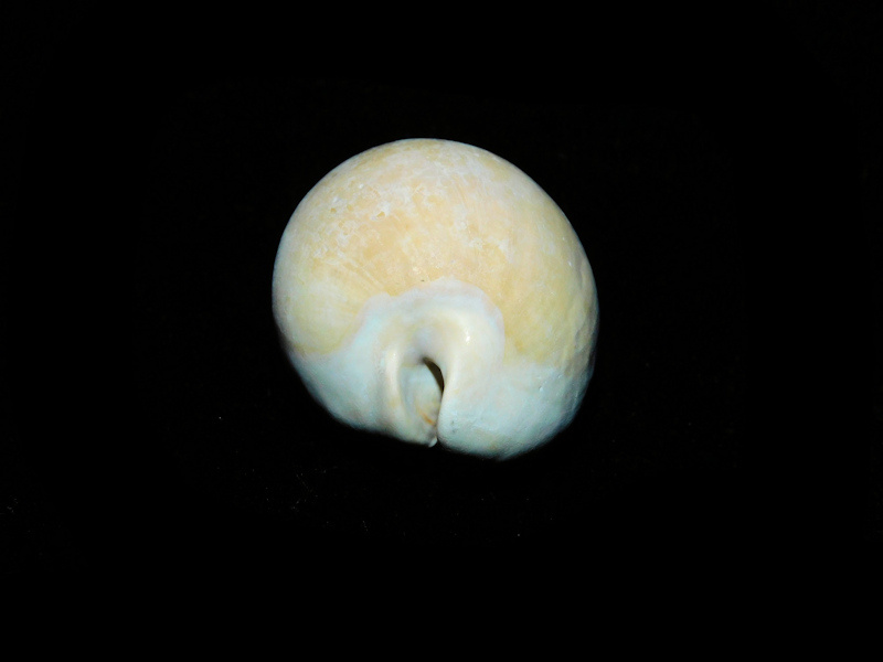 Siphocypraea micanopy 1 ¾” or 44.53mm."Ultra-Rare" #500054
