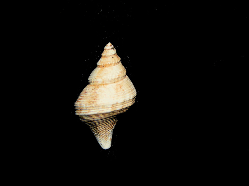 Michela trabeatoides 16.30mm.-Stone City Formation Lot#16457 Michela trabeatoides 16.30mm.-Stone City Formation Lot#16457
