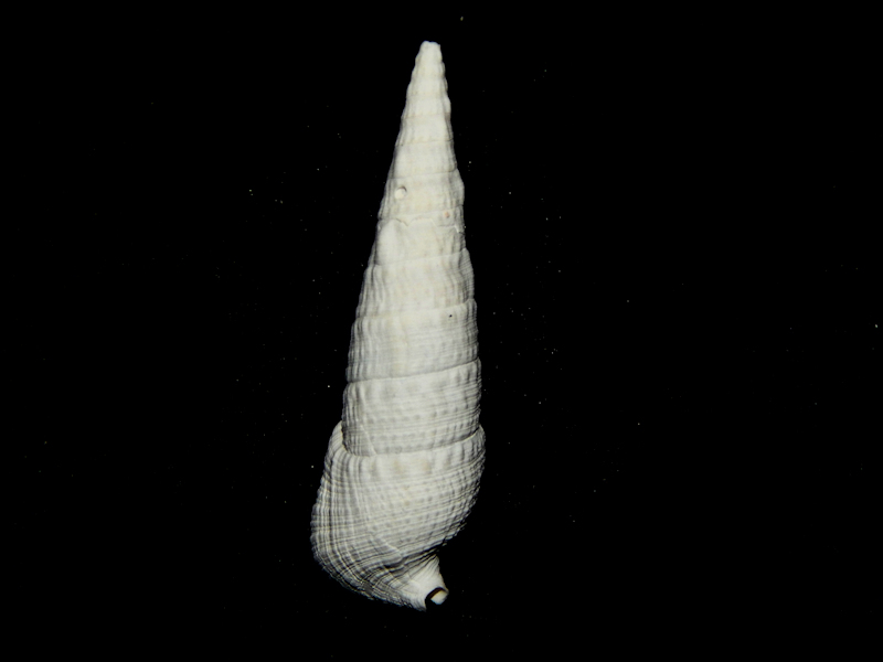 Cerithioclava microlineatum 2”-Golden Gate Rare Lot#16633 Cerithioclava microlineatum 2”-Golden Gate Rare Lot#16633