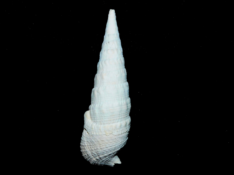 Cerithioclava microlineatum 3 3/4” or 92.75mm."Giant Rare"#17278 - Click Image to Close