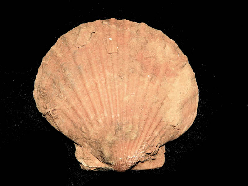 Chesapecten middlesexensis 5 3/8” or 135.39mm.-Rare-Lot#16491 Chesapecten middlesexensis 5 3/8” or 135.39mm.-Rare-Lot#16491
