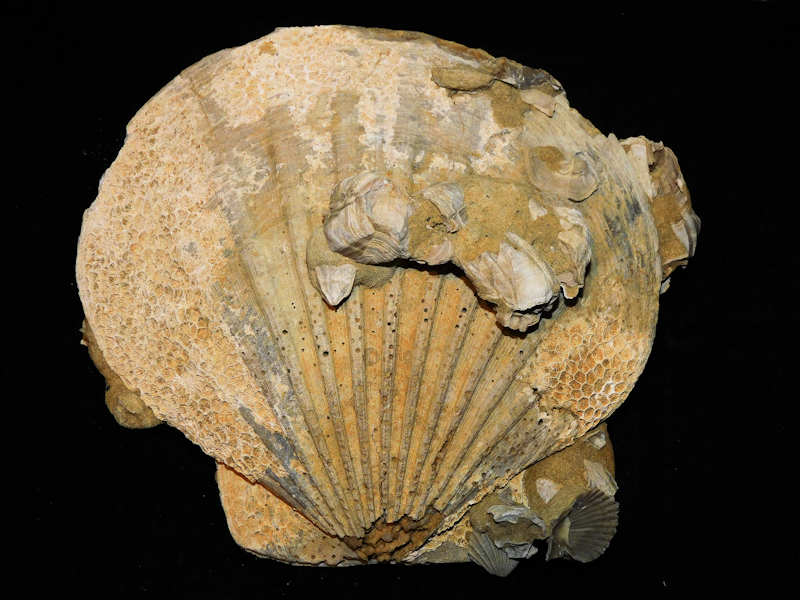 Chesapecten middlesexensis 183.20mmTall x 192.89mm. wide.#700558