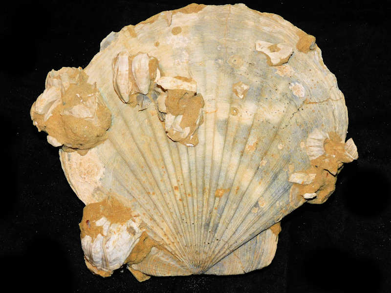 Chesapecten middlesexensis 183.20mmTall x 192.89mm. wide.#700558