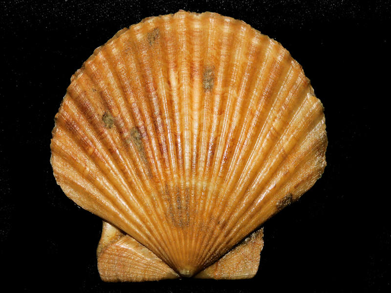 Chesapecten middlesexensis 3 1/4” or 80.40mm."Wow" #17656 - Click Image to Close