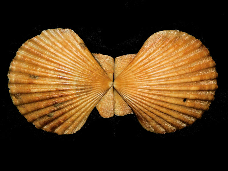 Chesapecten middlesexensis 3 1/4” or 80.40mm."Wow" #17656 - Click Image to Close