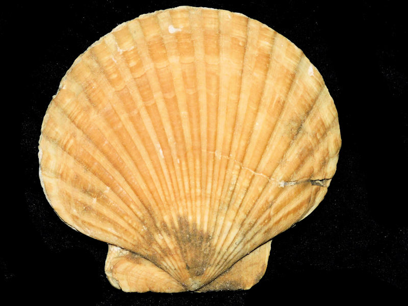 Chesapecten middlesexensis f. ceccae 5 5/8” or 140.39mm. #17738 - Click Image to Close