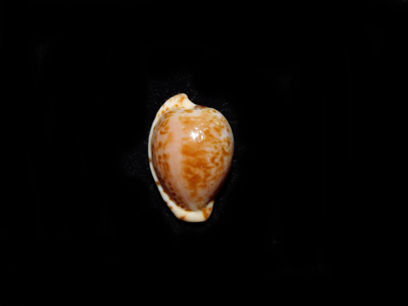 Cypraeovula mikeharti 18.92mm. "False Bay" #700216 Cypraeovula mikeharti 18.92mm. "False Bay" #700216