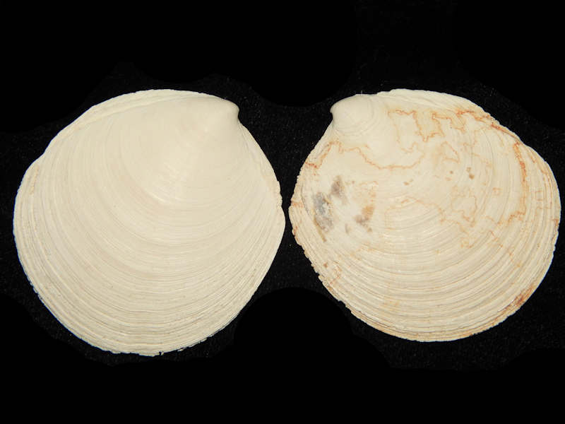 Miltha caloosaensis 2" or 52.49mm.-Brantley Pit-Lot#14518 Miltha caloosaensis 2" or 52.49mm.-Brantley Pit-Lot#14518