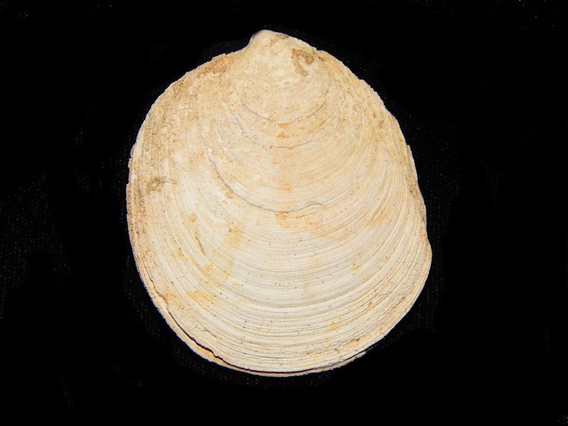 Miltha caloosaensis 2 1/4"-Ft Denaud Member-Lot # 10182 Miltha caloosaensis 2 1/4"-Ft Denaud Member-Lot # 10182