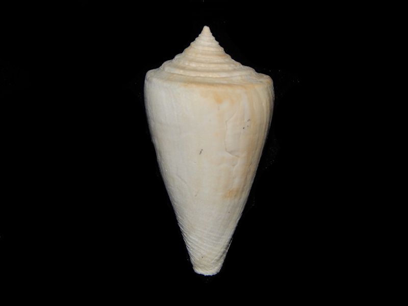 Contraconus berryi- Golden Gate Member- Lot # 10784 Contraconus berryi- Golden Gate Member- Lot # 10784