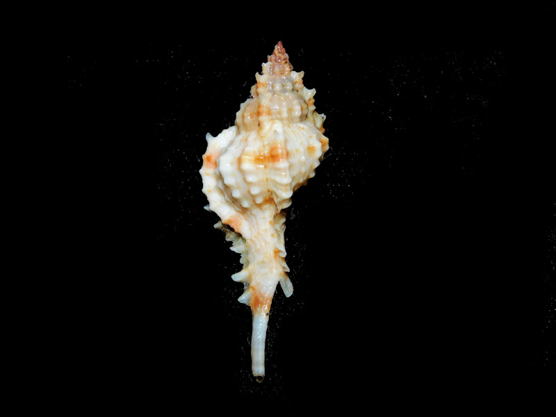 Siratus consuelae 1 ¾” or 43.80mm. "Guadeloupe" #700374