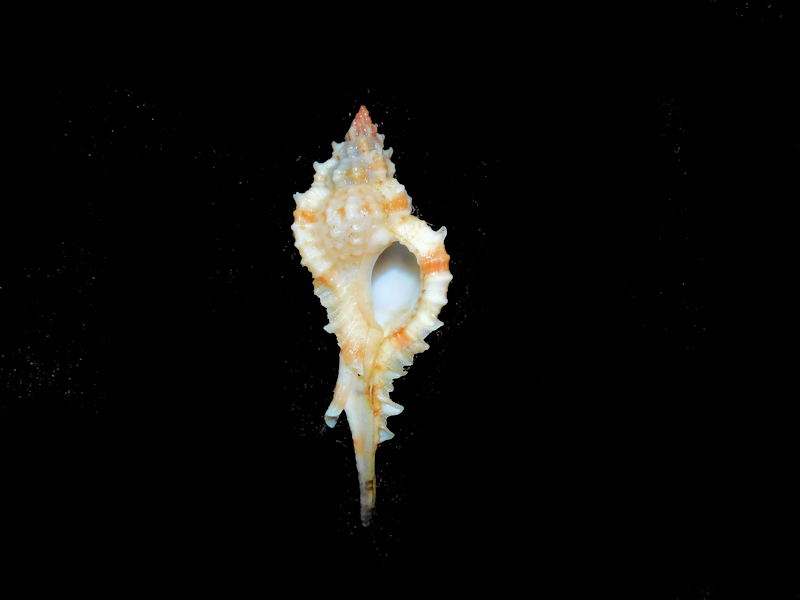 Siratus consuelae 1 ¾” or 43.80mm. "Guadeloupe" #700374