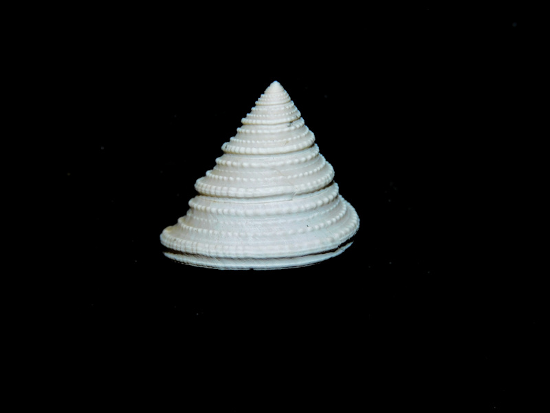 Calliostoma mitchelli mitchelli 18.24mm "Rare"#17127