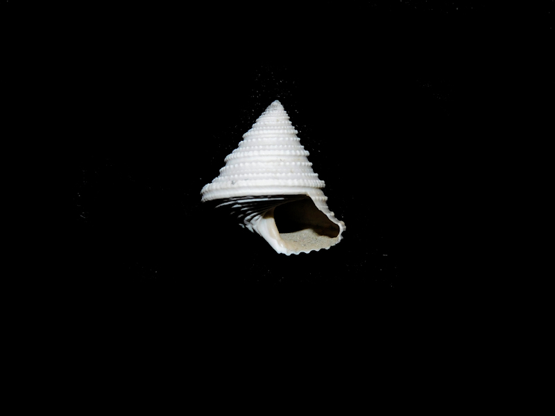 Calliostoma mitchelli mitchelli 18.24mm "Rare"#17127