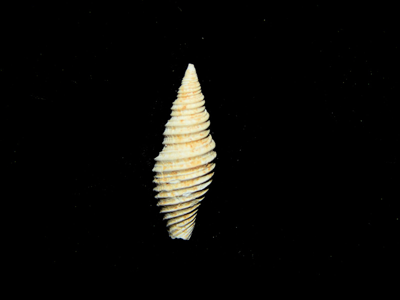 Subcancilla mitrodita 18.22mm.-Ultra-Rare Chipola-Lot#16775 Subcancilla mitrodita 18.22mm.-Ultra-Rare Chipola-Lot#16775