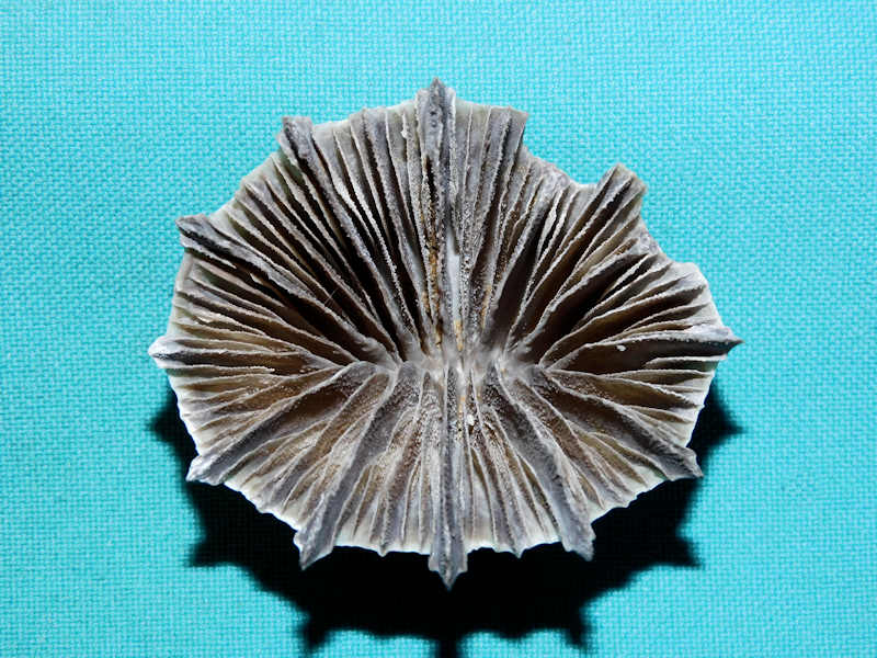 Flabellum moseleyi 2 3/8" or 56.97mm."Ultra-Rare"#17157 Flabellum moseleyi 2 3/8" or 56.97mm."Ultra-Rare"#17157