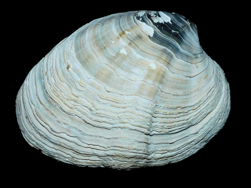 Mercenaria tridacnoides 4 1/2” or 111.05mm."Rare" #700801 Mercenaria tridacnoides 4 1/2” or 111.05mm."Rare" #700801
