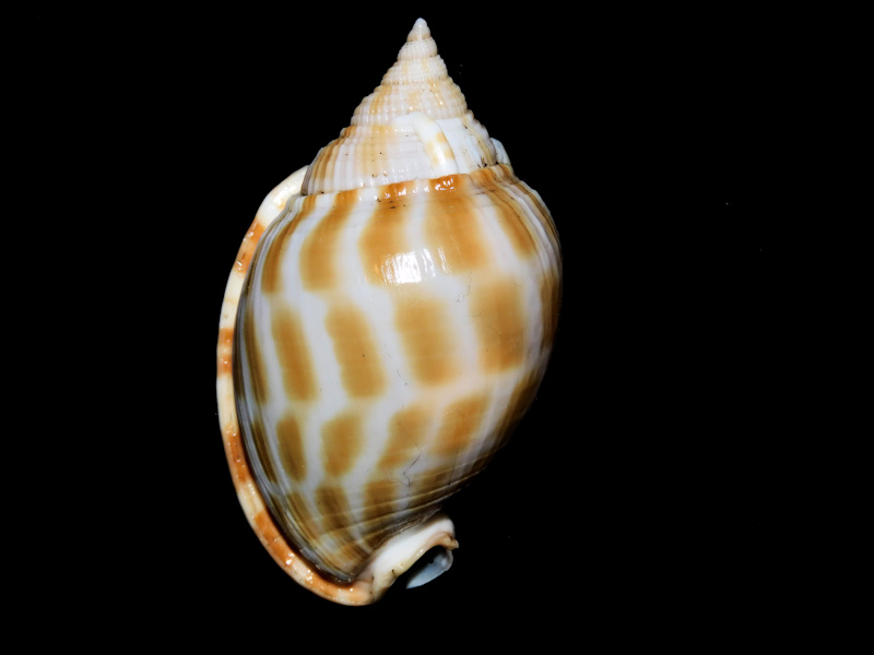 Phalium muangmani 2 ½” or 59.73mm. Phuket #700271 Phalium muangmani 2 ½” or 59.73mm. Phuket #700271