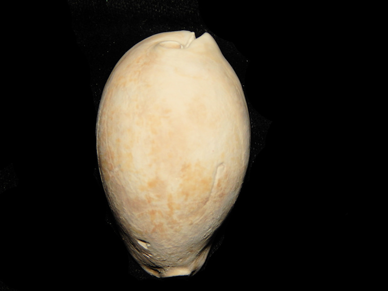Siphocypraea (Lokossea) mulepenensis 2 1/4"-"Dwarf"-Lot#15613 Siphocypraea (Lokossea) mulepenensis 2 1/4"-"Dwarf"-Lot#15613