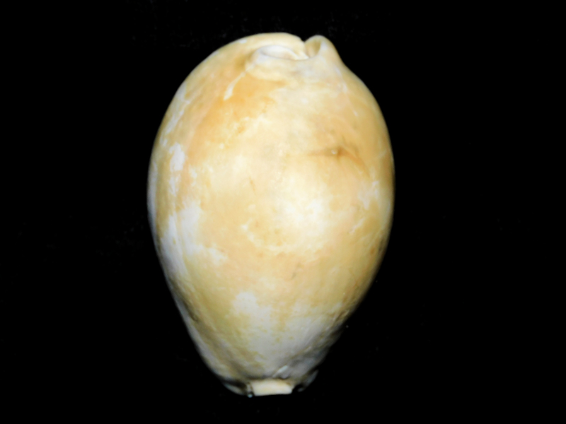 Siphocypraea(lokossea) mulepenensis 2 5/8” Adult-Rare Lot#16786 Siphocypraea(lokossea) mulepenensis 2 5/8” Adult-Rare Lot#16786