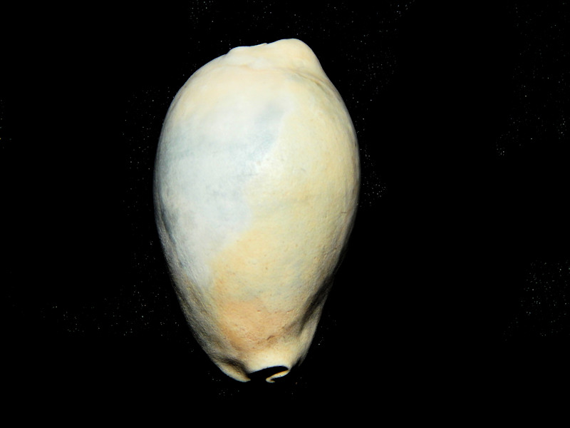 Siphocypraea (Lokossea) mulepenensis 2 1/4”-Rare Dwarf-Lot#16506 Siphocypraea (Lokossea) mulepenensis 2 1/4”-Rare Dwarf-Lot#16506
