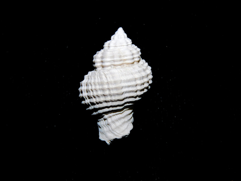 Solenosteira (Hanetia) mulepenensis 1"or 26.20mm.#16904 Solenosteira (Hanetia) mulepenensis 1"or 26.20mm.#16904