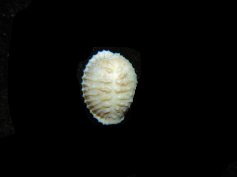 Pusula dalli mulepenensis 9.74mm. Golden Gate #17300 Pusula dalli mulepenensis 9.74mm. Golden Gate #17300