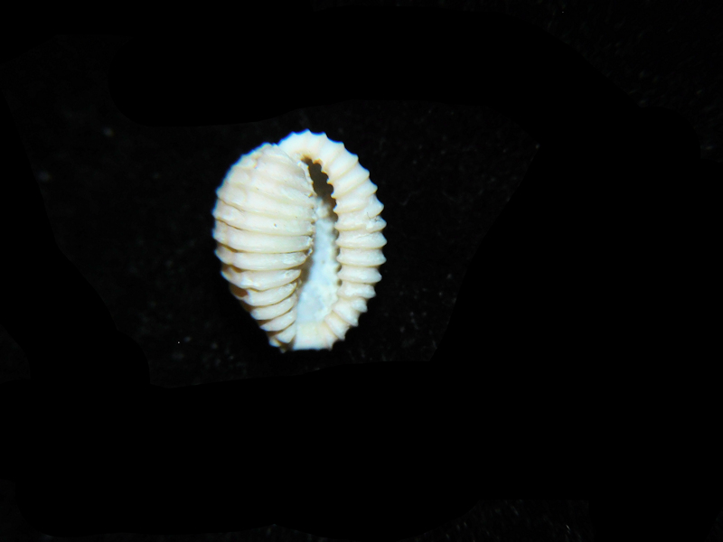 Pusula dalli mulepenensis 9.74mm. Golden Gate #17300 - Click Image to Close