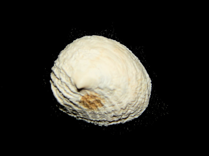 Calyptraeidae