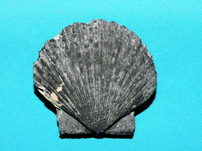 Carolinapecten murdockensis sp. ssp. 2 ¾” or 70.31m Carolinapecten murdockensis sp. ssp. 2 ¾” or 70.31m