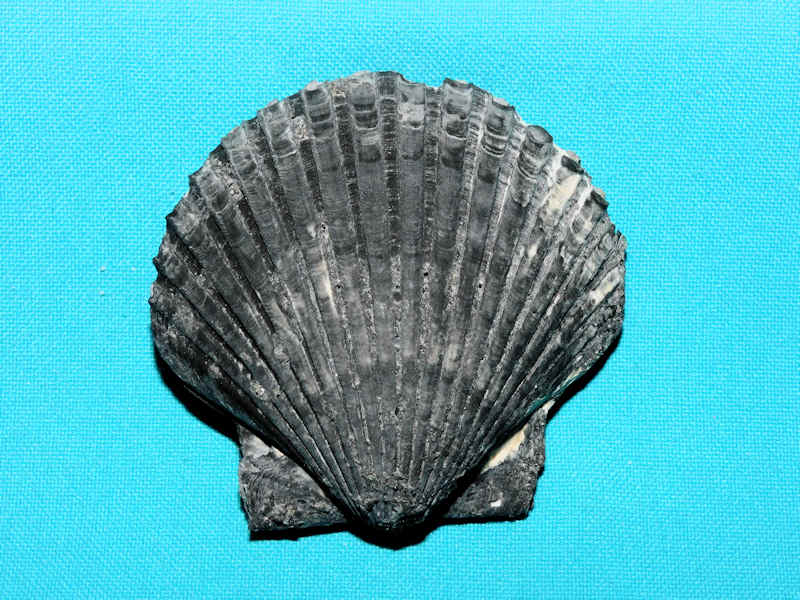 Carolinapecten murdockensis sp. ssp. 2 ¾” or 70.31m